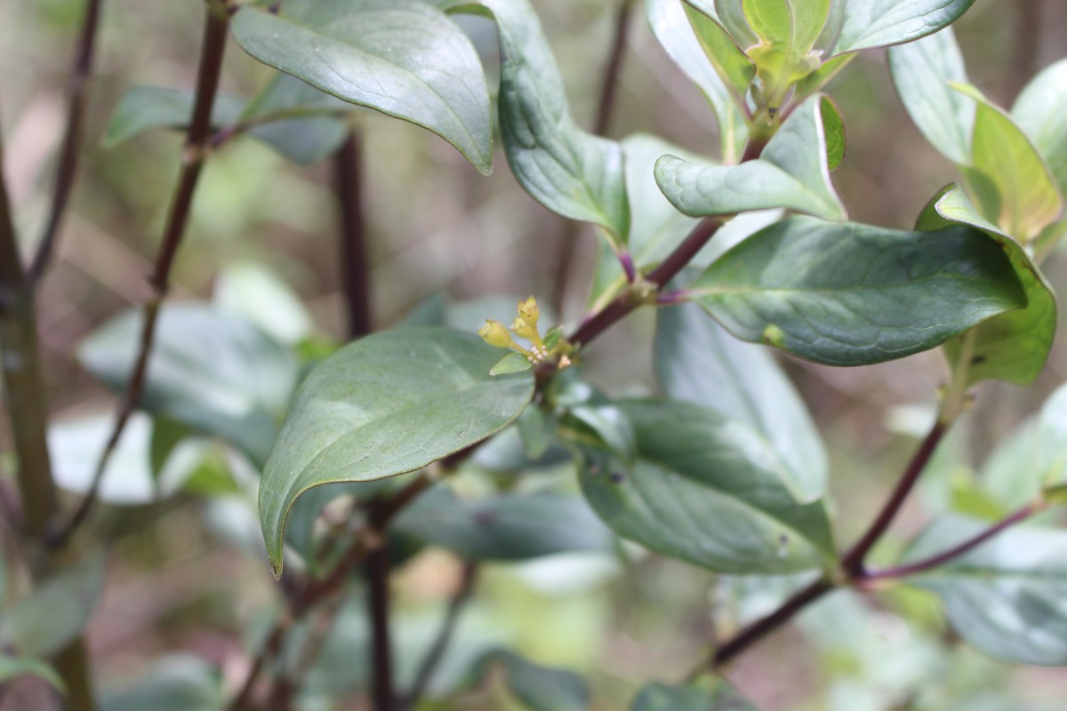 Hedyotis trimenii var. trimenii Deb & Ratna Dutta